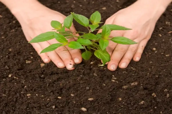 Plantation Service