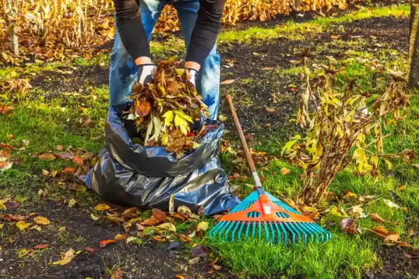 Yard Cleaning