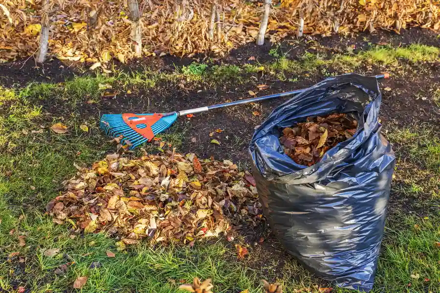 Why Regular Yard Cleaning Supports Plant Longevity in Johns Island, SC Why Regular Yard Cleaning Supports Plant Longevity in Johns Island, SC